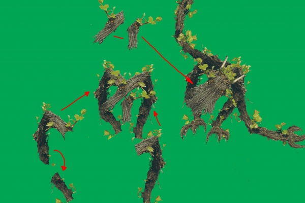 Creation of The Creatures: Step 2